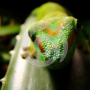 Madagascar Giant Day Gecko