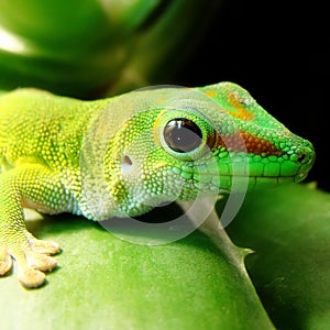 Madagascar Giant Day Gecko