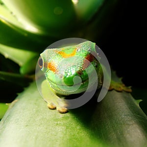 Madagascar Giant Day Gecko