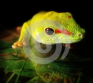 Madagascar Giant Day Gecko