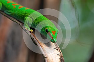 Madagascar giant day gecko