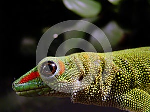 Madagascar giant day gecko