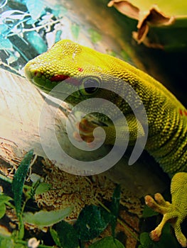 Madagascar giant day gecko