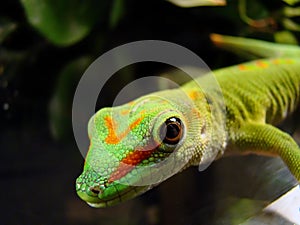 Madagascar giant day gecko