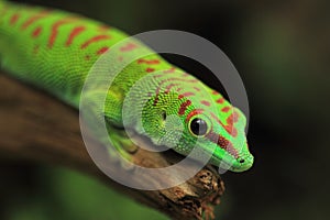 Madagascar giant day gecko photo