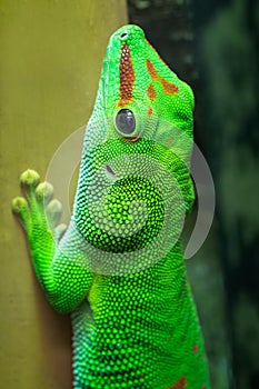 Madagascar giant day gecko, felsuma grandis