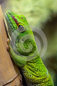 Madagascar giant day gecko, felsuma grandis