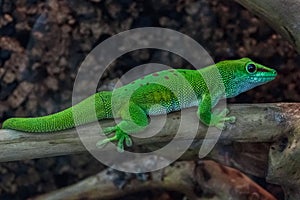 Madagascar giant day gecko. Tropical green lizard on branch.