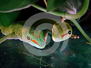 Madagascar giant day geckos
