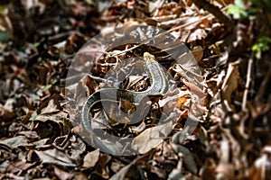 Madagascar girdled lizard or Madagascar plated lizard - Zonosaurus madagascariensis, Tsingy De Bemaraha, Madagascar wildlife