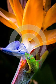 Madagascar Gold-Dusted Day Gecko in Hawaii