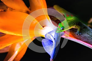 Madagascar Gold-Dusted Day Gecko in Hawaii