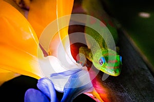 Madagascar Gold-Dusted Day Gecko in Hawaii