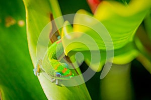 Madagascar Gold-Dusted Day Gecko in Hawaii