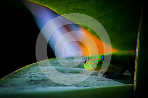 Madagascar Gold-Dusted Day Gecko in Hawaii