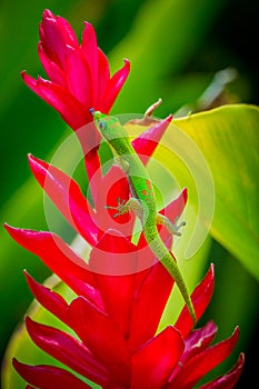 Madagascar Gold-Dusted Day Gecko in Hawaii