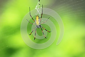 Madagascar golden orb weaver