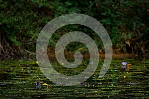 Madagascar grebe, Tachybaptus pelzelnii, small water bird found only in western and central Madagascar. Grebe in the nature forest