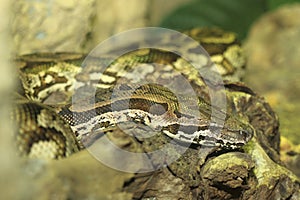 Madagascar ground boa