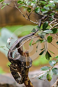 Madagascar Ground Boa