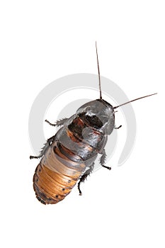 Madagascar hissing cockroach