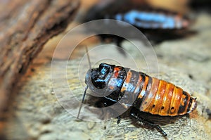 Madagascar hissing cockroach