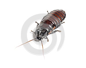 Madagascar hissing cockroach, Gromphadorhina portentosa