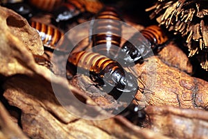 Madagascar hissing cockroach (Gromphadorhina portentosa)