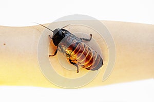 Madagascar hissing cockroach Gromphadorhina portentosa on hand on a white background.