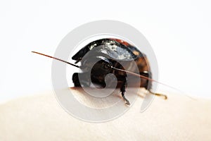 Madagascar hissing cockroach Gromphadorhina portentosa on hand on a white background.