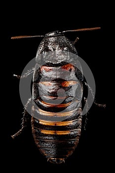 Madagascar hissing cockroach , Gromphadorhina portentosa, isolated on Black Background photo