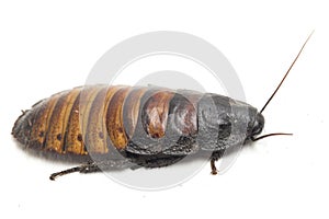 The Madagascar hissing cockroach Gromphadorhina portentosa isolated on white