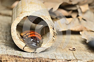 Madagascar hissing cockroach, Gromphadorhina portentosa, one of the largest species reaching 5 to 7.5 centimetres