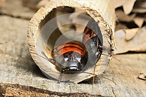 Madagascar hissing cockroach, Gromphadorhina portentosa, one of the largest species reaching 5 to 7.5 centimetres