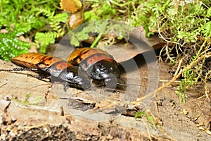 Madagascar hissing cockroach, Gromphadorhina portentosa, one of the largest species reaching 5 to 7.5 centimetres