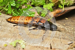 Madagascar hissing cockroach, Gromphadorhina portentosa, one of the largest species reaching 5 to 7.5 centimetres