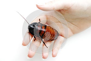 Madagascar hissing cockroach Gromphadorhina portentosa are sitting on hand of girl.