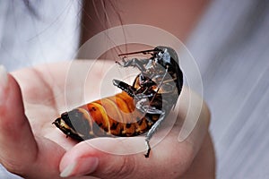 Madagascar hissing cockroach Gromphadorhina portentosa are sitting on hand of girl.