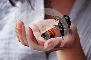 Madagascar hissing cockroach Gromphadorhina portentosa are sitting on hand of girl.