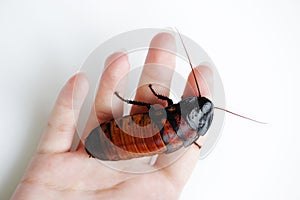 Madagascar hissing cockroach Gromphadorhina portentosa are sitting on hand of girl.