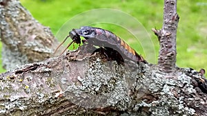Madagascar hissing cockroach - Gromphadorhina portentosa - walking on sun lit tree bark.
