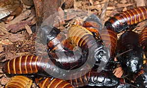 Madagascar Hissing Cockroaches