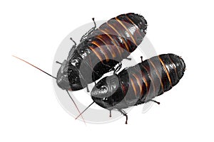 Madagascar hissing cockroaches