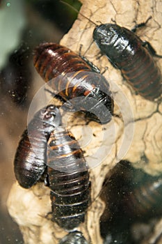 Madagascar hissing cockroaches close up bugs photo