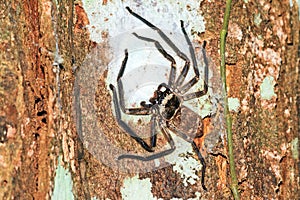 Madagascar Huntsman spider