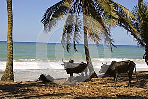 Madagascar landscape with oxen