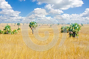 Madagascar landscape savanna desert
