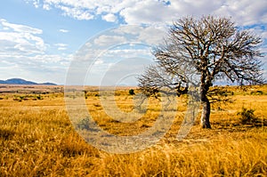 Madagascar landscape savanna desert