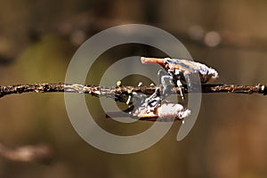 Madagascar Lantern bugs