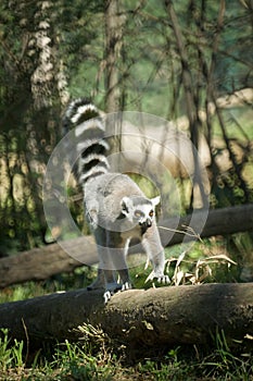 Madagascar lemur